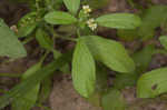 Fourspike heliotrope